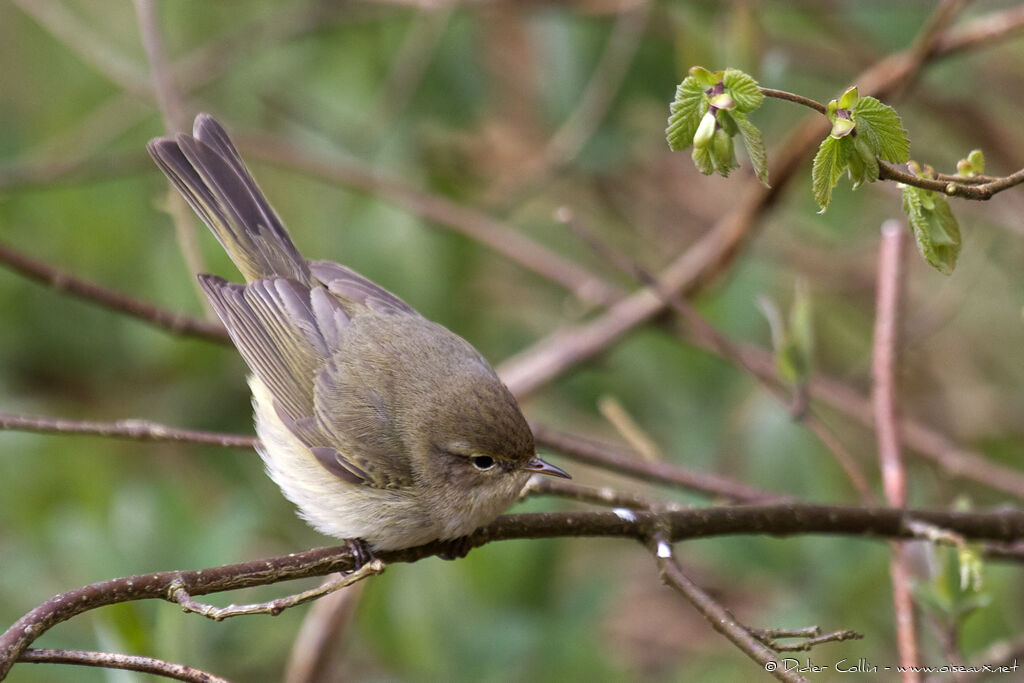 Common Chiffchaffadult