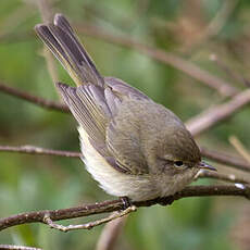 Common Chiffchaff