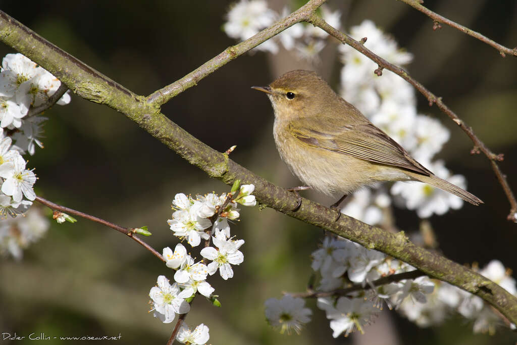 Common Chiffchaffadult breeding, identification