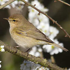 Common Chiffchaff