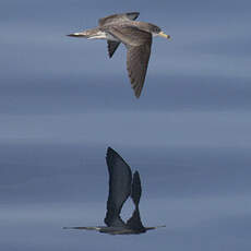 Scopoli's Shearwater