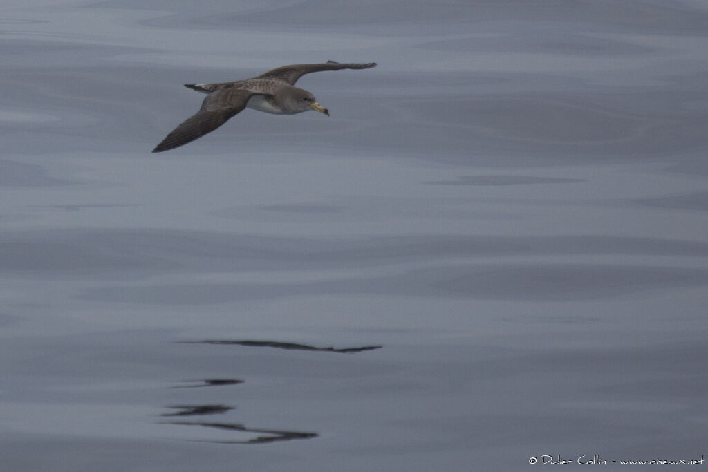 Puffin de Scopoliadulte, Vol