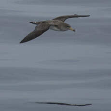 Scopoli's Shearwater