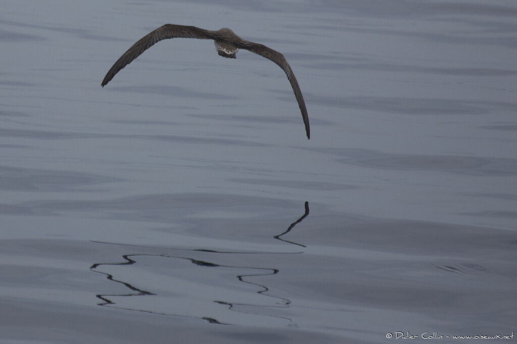 Scopoli's Shearwateradult, Flight