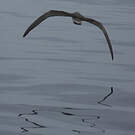 Puffin de Scopoli