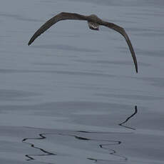 Scopoli's Shearwater