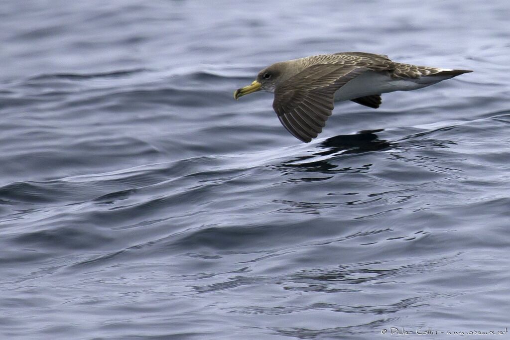 Puffin de Scopoliadulte, Vol