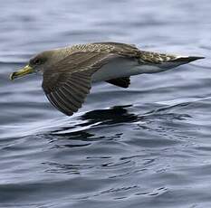 Scopoli's Shearwater