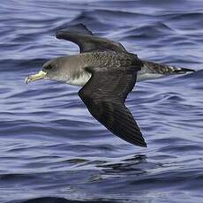 Scopoli's Shearwater