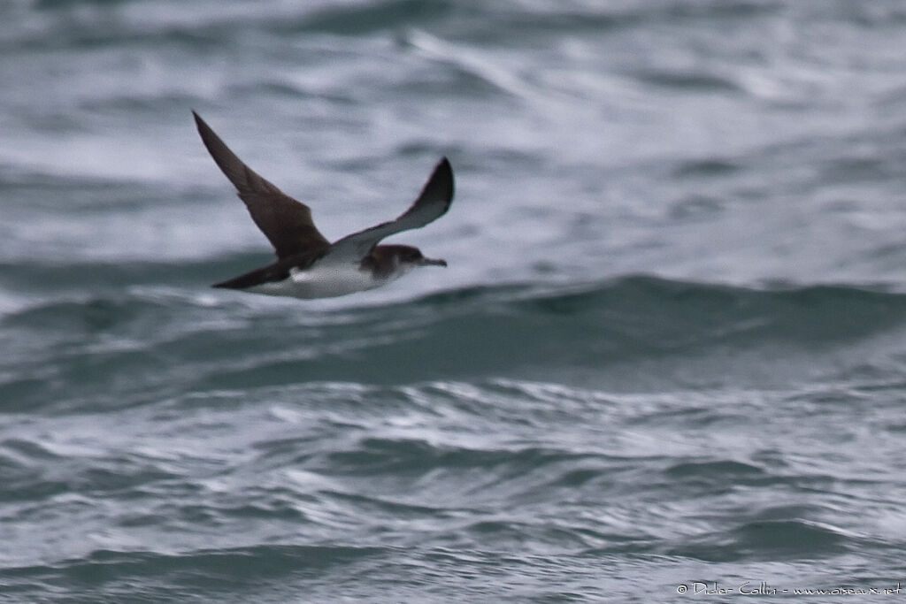 Manx Shearwater, identification