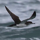 Puffin des Anglais