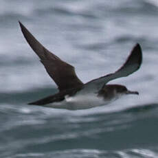 Manx Shearwater