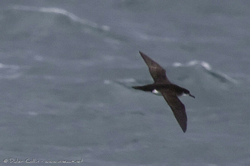 Manx Shearwater