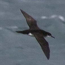 Manx Shearwater