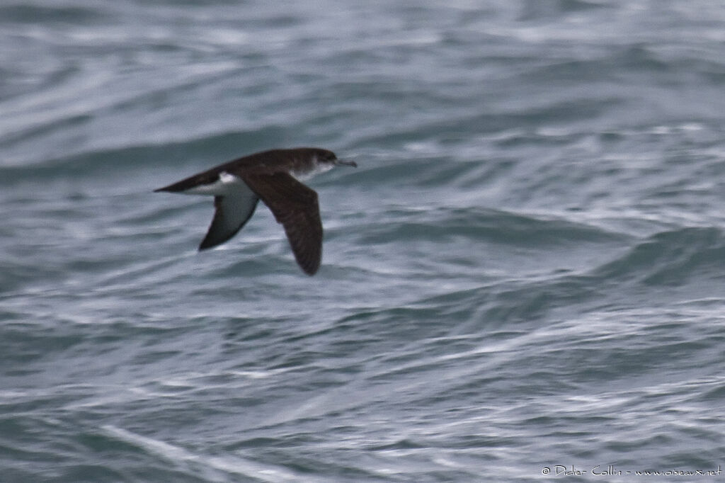 Manx Shearwater