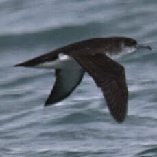 Manx Shearwater