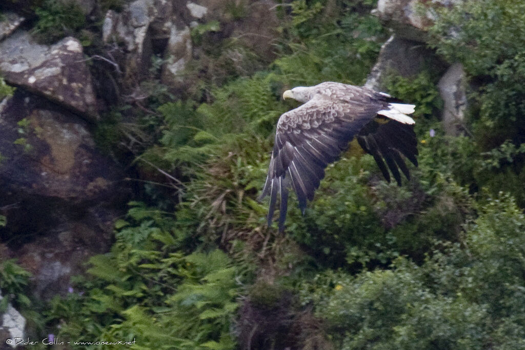 White-tailed Eagleadult