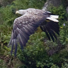 White-tailed Eagle