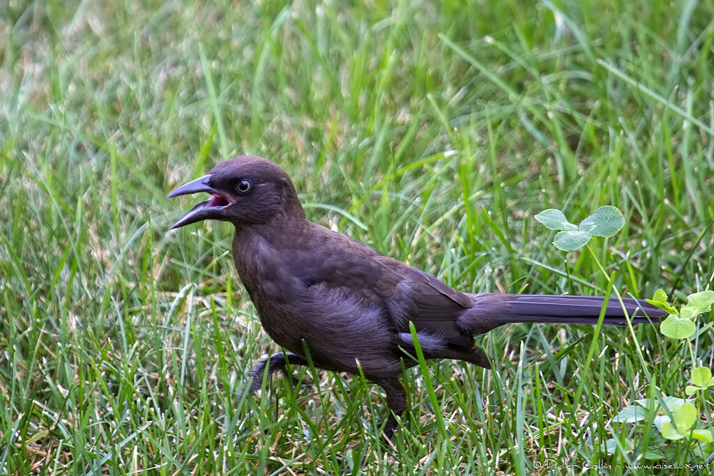 Common Grackleadult