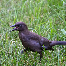 Common Grackle