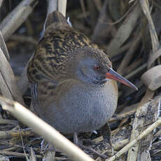 Water Rail