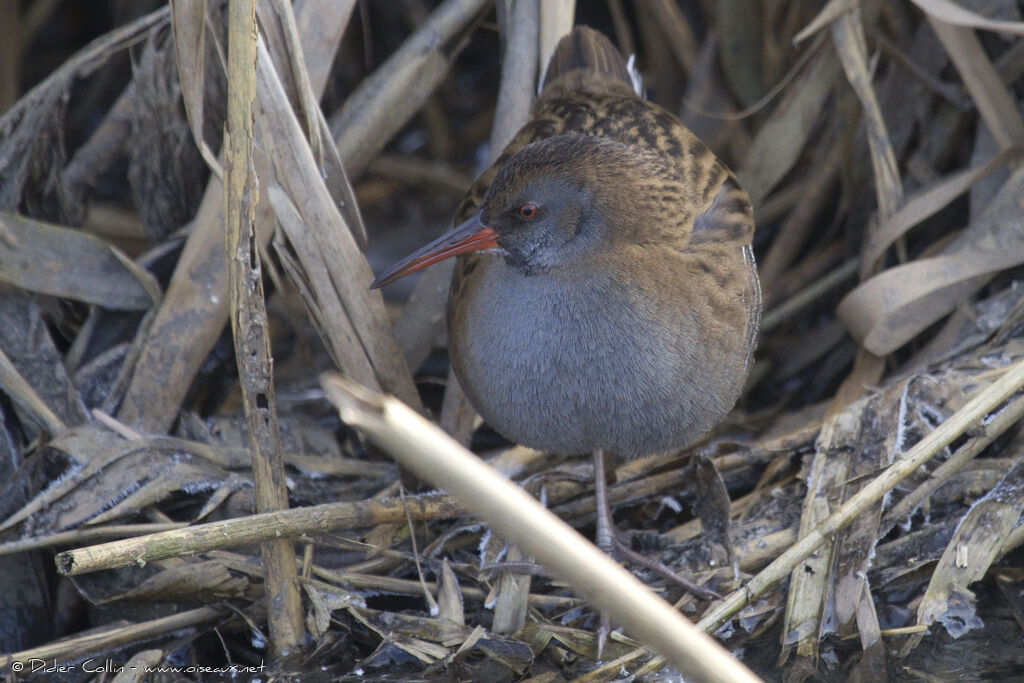 Water Railadult, identification