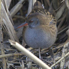 Water Rail