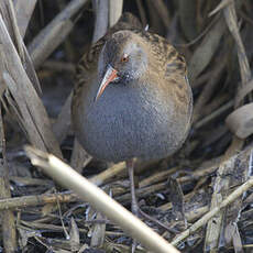 Water Rail