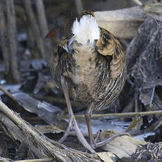 Water Rail