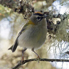 Madeira Firecrest