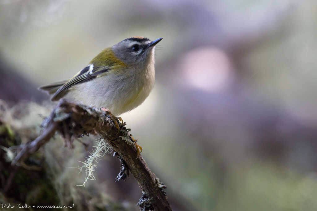 Roitelet de Madèreadulte, identification