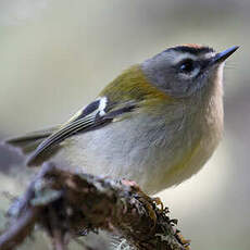 Madeira Firecrest