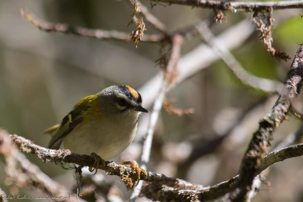 Roitelet de Madèreadulte, identification