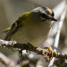 Madeira Firecrest