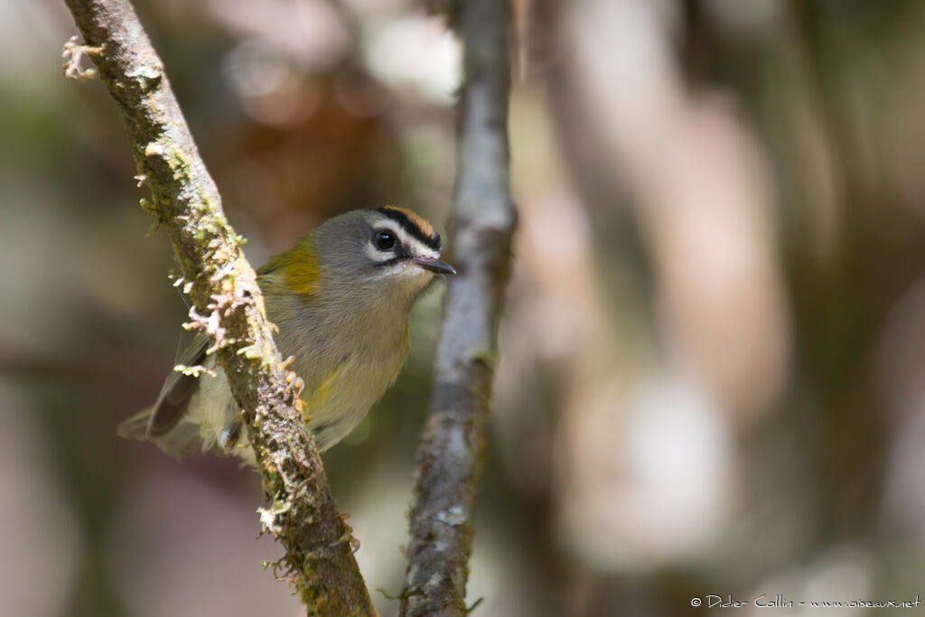 Madeira Firecrestadult, identification