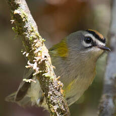 Madeira Firecrest