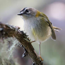 Madeira Firecrest