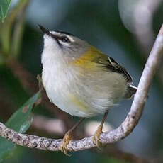 Madeira Firecrest