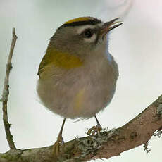 Madeira Firecrest