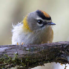 Madeira Firecrest