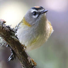 Madeira Firecrest