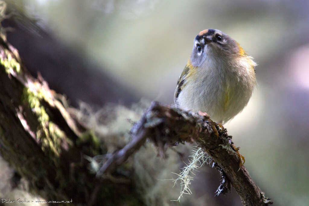 Madeira Firecrest male adult, close-up portrait