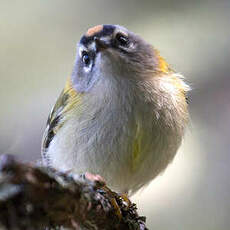 Madeira Firecrest