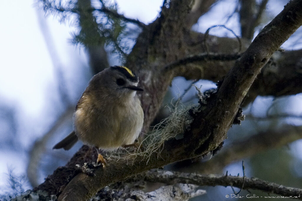 Goldcrest (teneriffae)