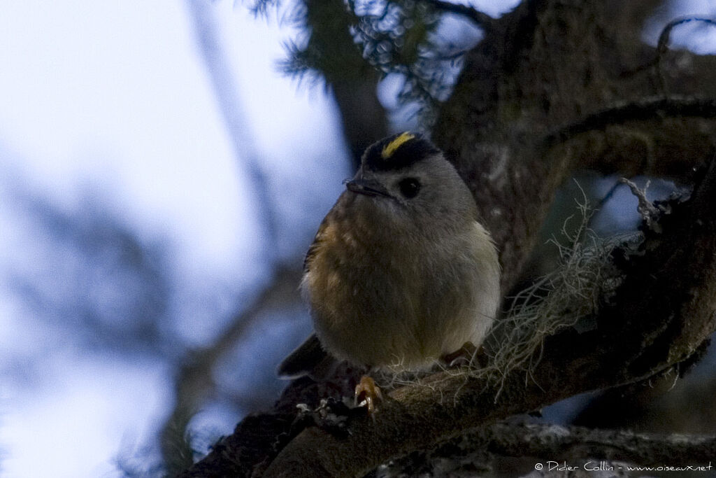 Goldcrest (teneriffae), identification