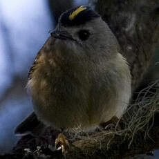 Goldcrest (teneriffae)