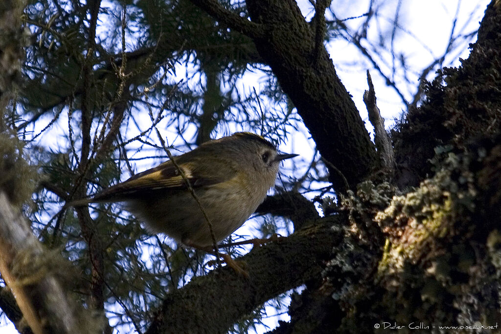 Goldcrest (teneriffae)