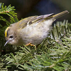 Goldcrest