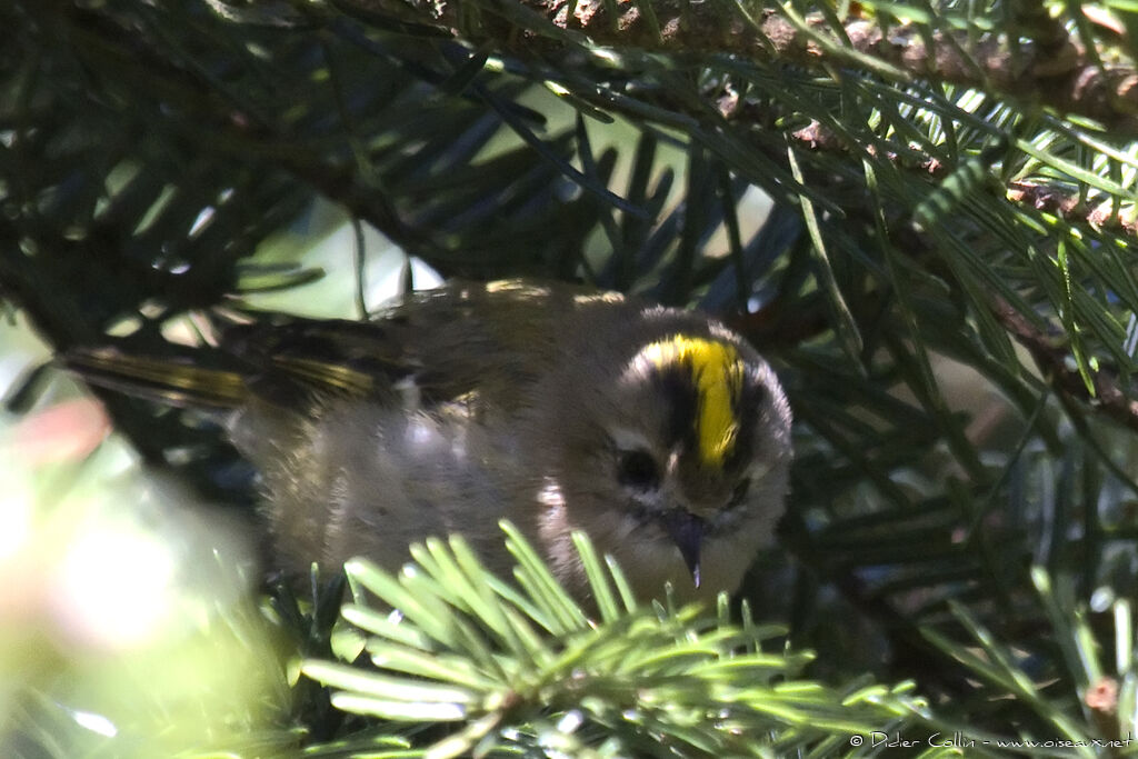 Goldcrest female adult