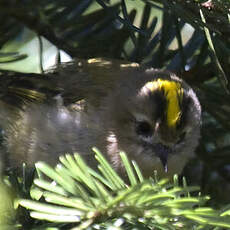 Goldcrest